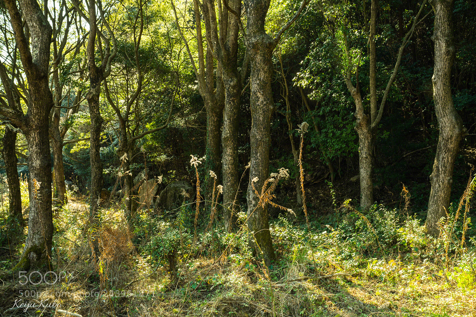 Sony a7R III sample photo. In the woods photography