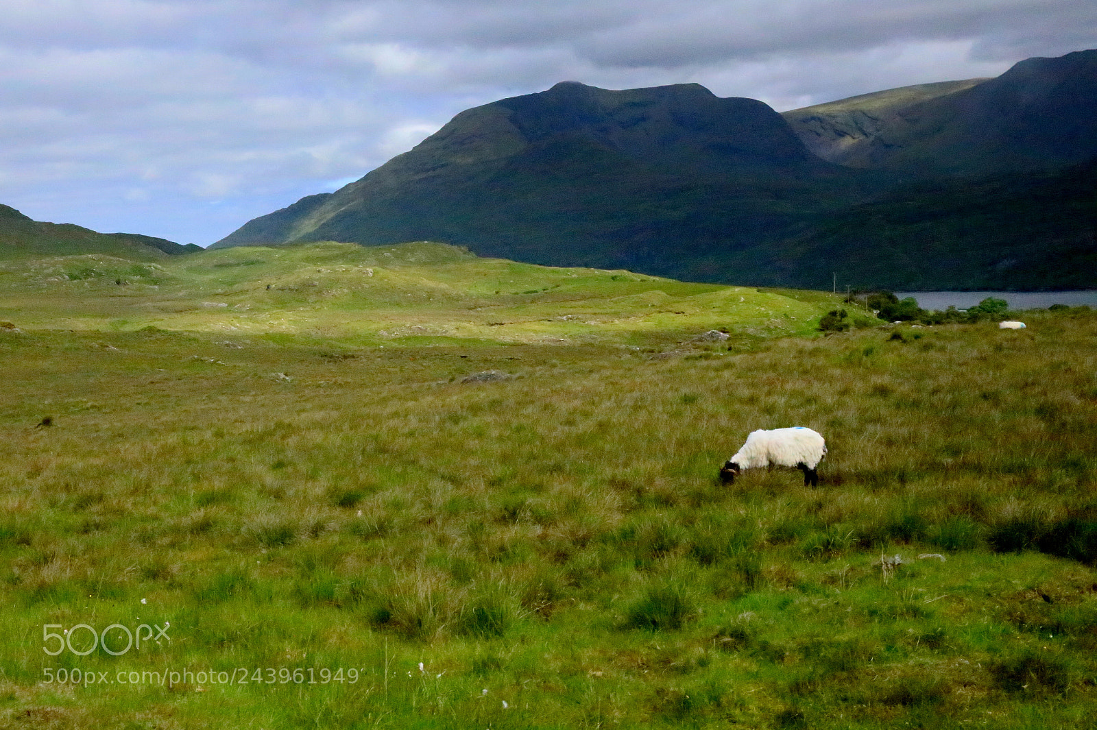 Canon EF 24-70mm F4L IS USM sample photo. The green ireland photography