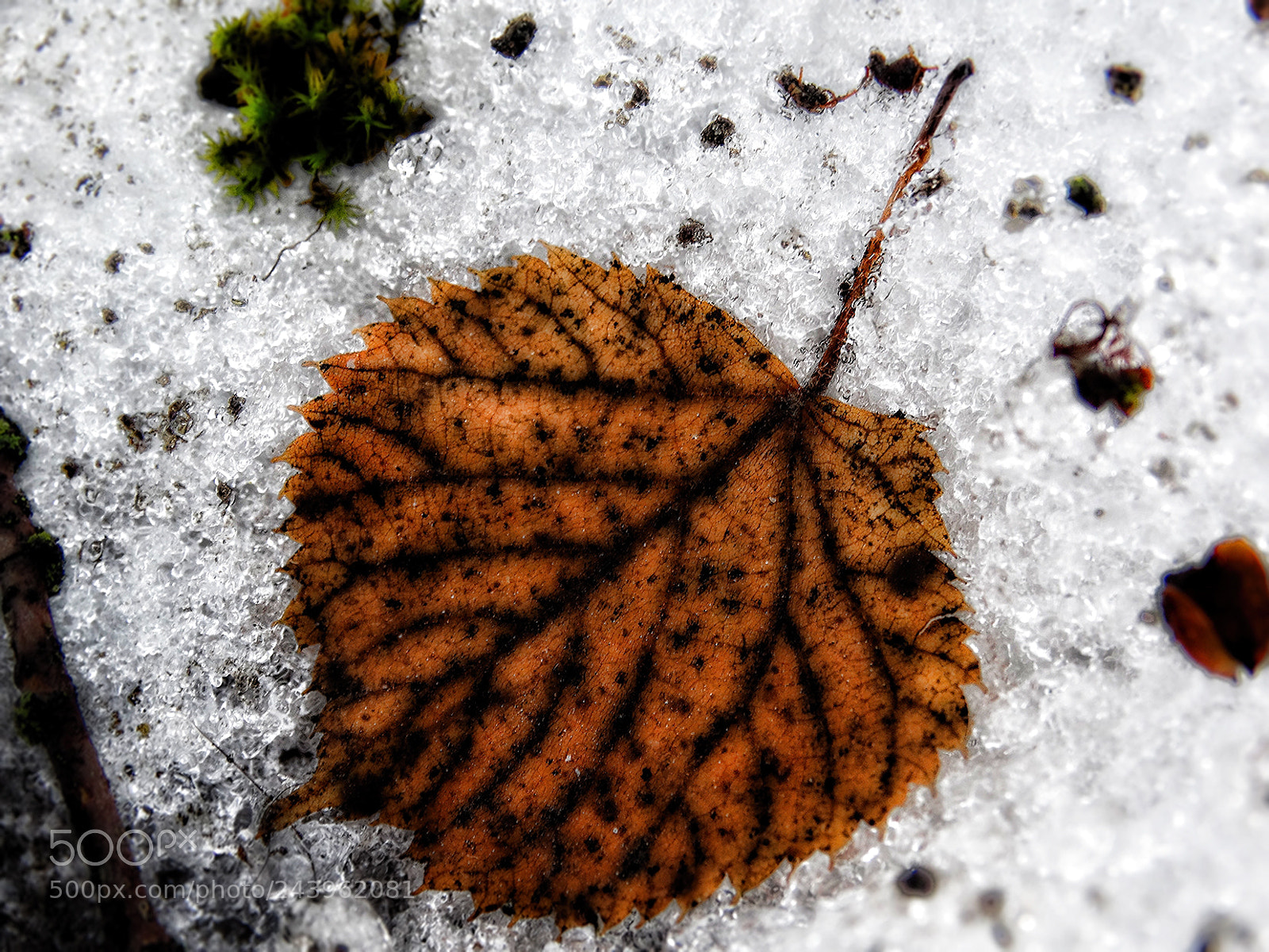 Sony Cyber-shot DSC-HX300 sample photo. Snow fossil photography