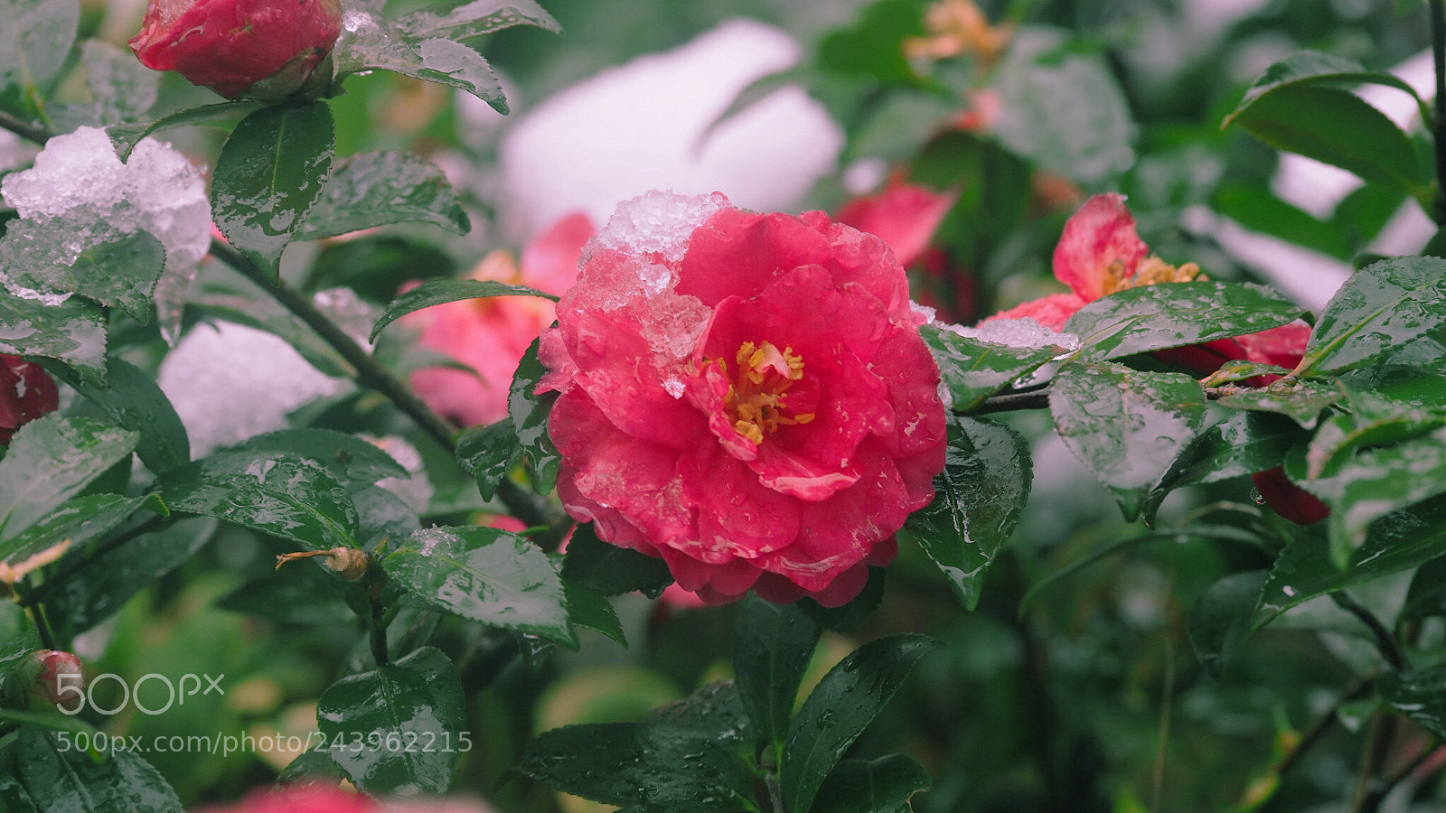 Olympus PEN E-PL7 sample photo. After the snow photography