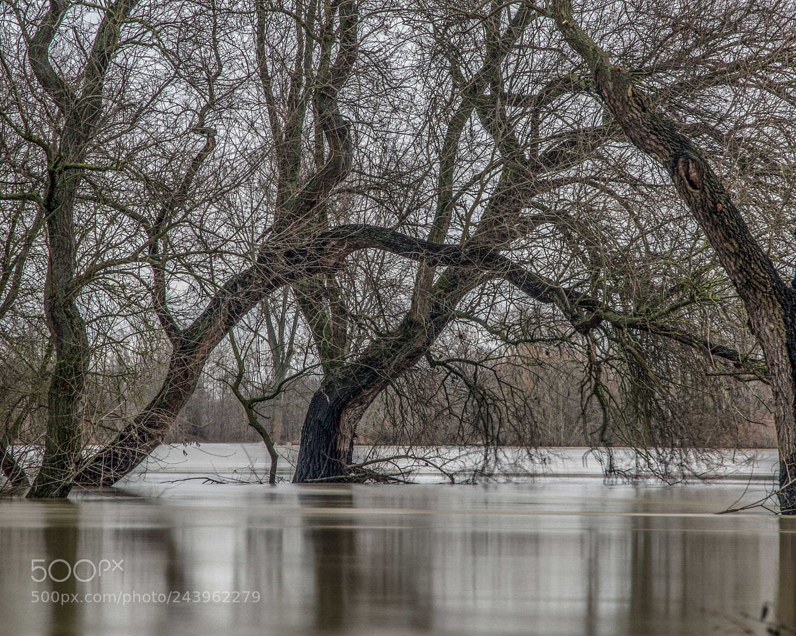 Nikon D500 sample photo. Rhine floods photography