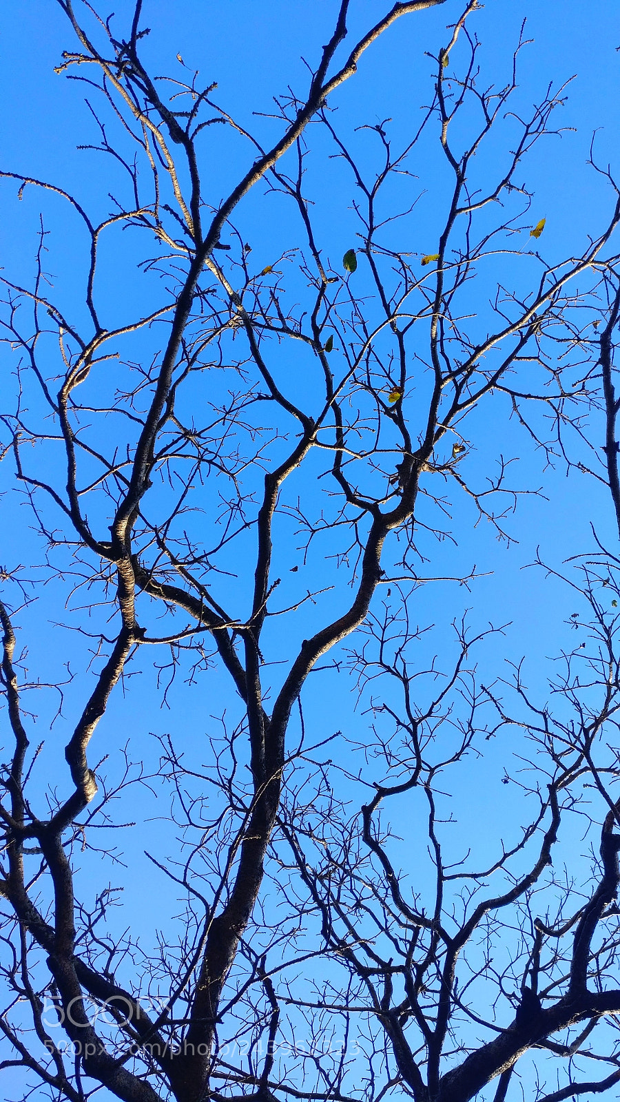OnePlus A3003 sample photo. Dead or alive photography