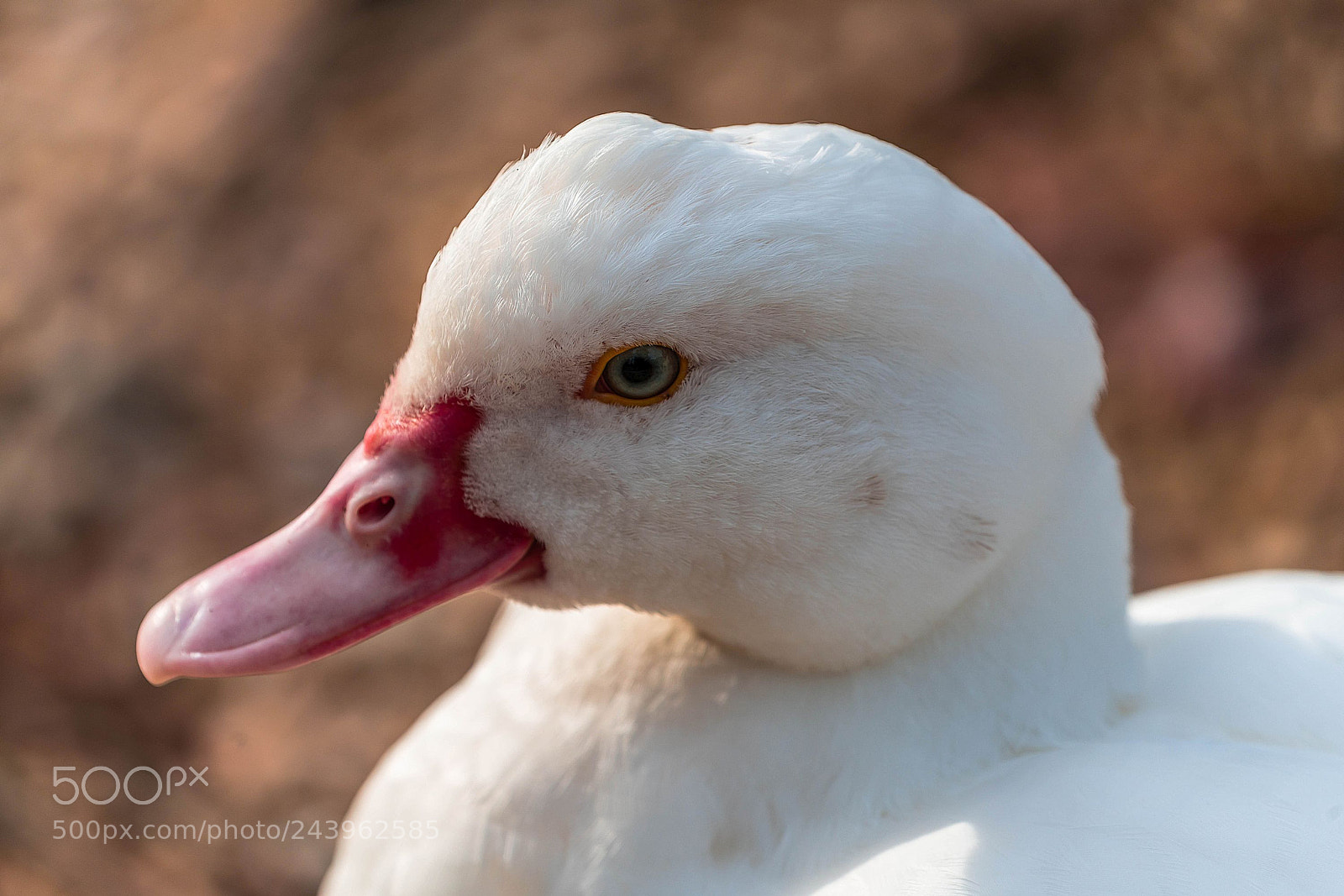Sony a7R II sample photo. Fit for weekend photography