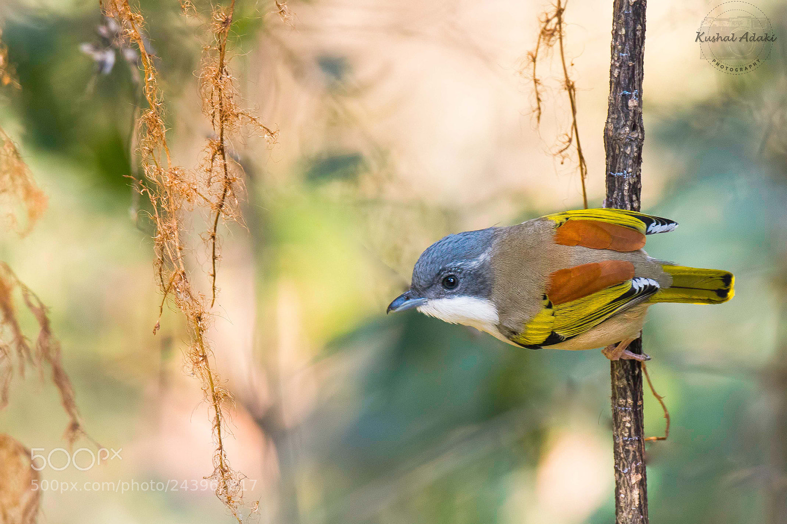Nikon D500 sample photo. White-browed shrike babbler (female) photography