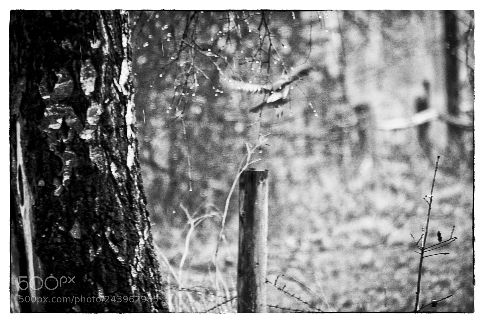 Canon EOS 60D sample photo. The fleeing bird,once again photography