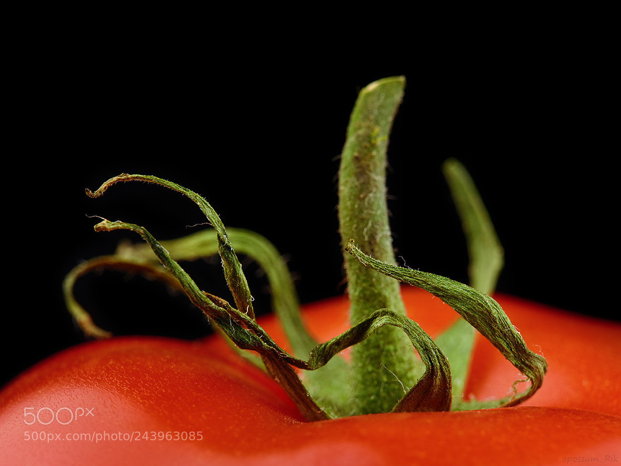 Panasonic Lumix DMC-FZ1000 sample photo. Tomato macro photography