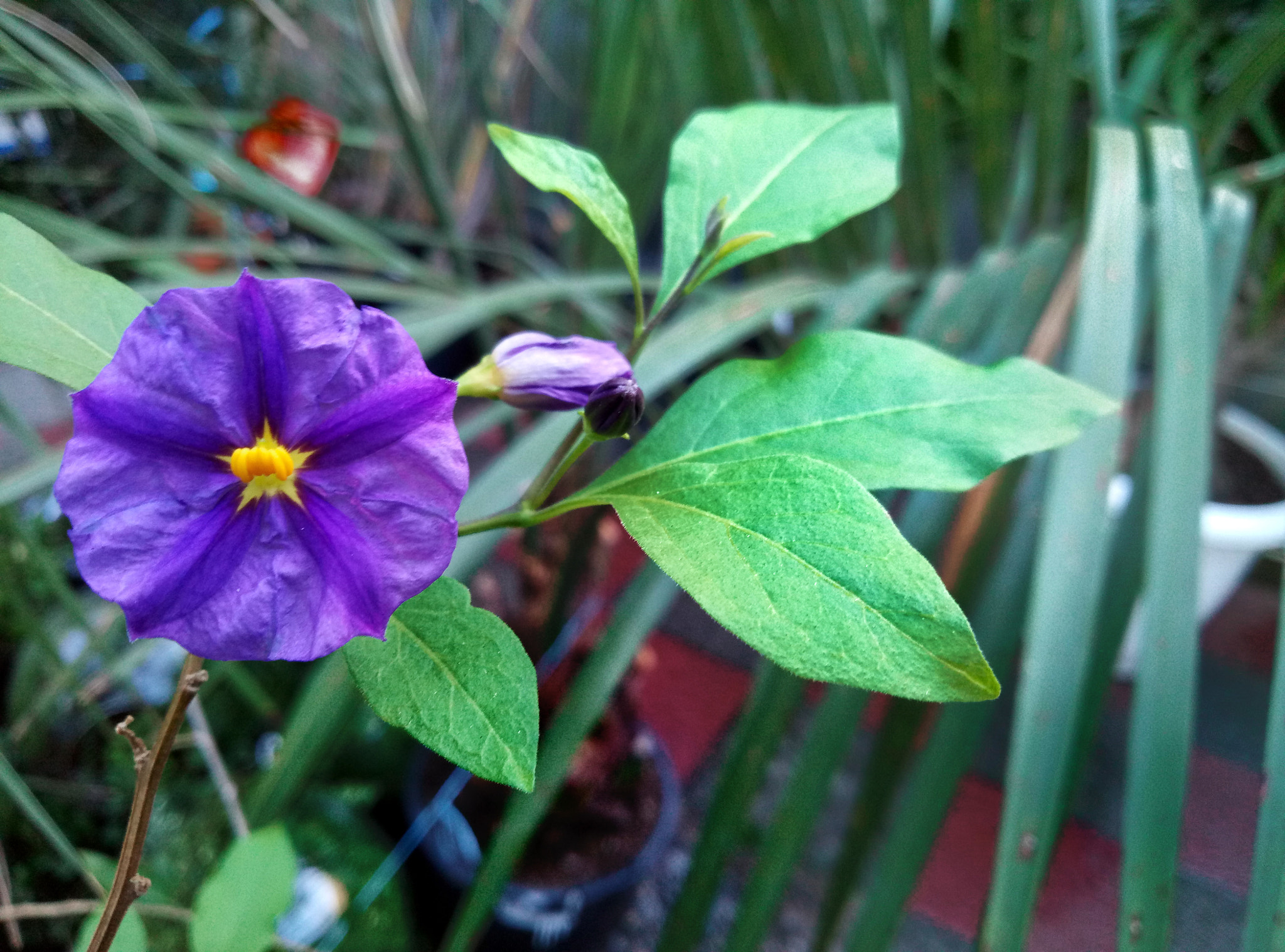 Meizu M3 Max sample photo. Winter garden photography