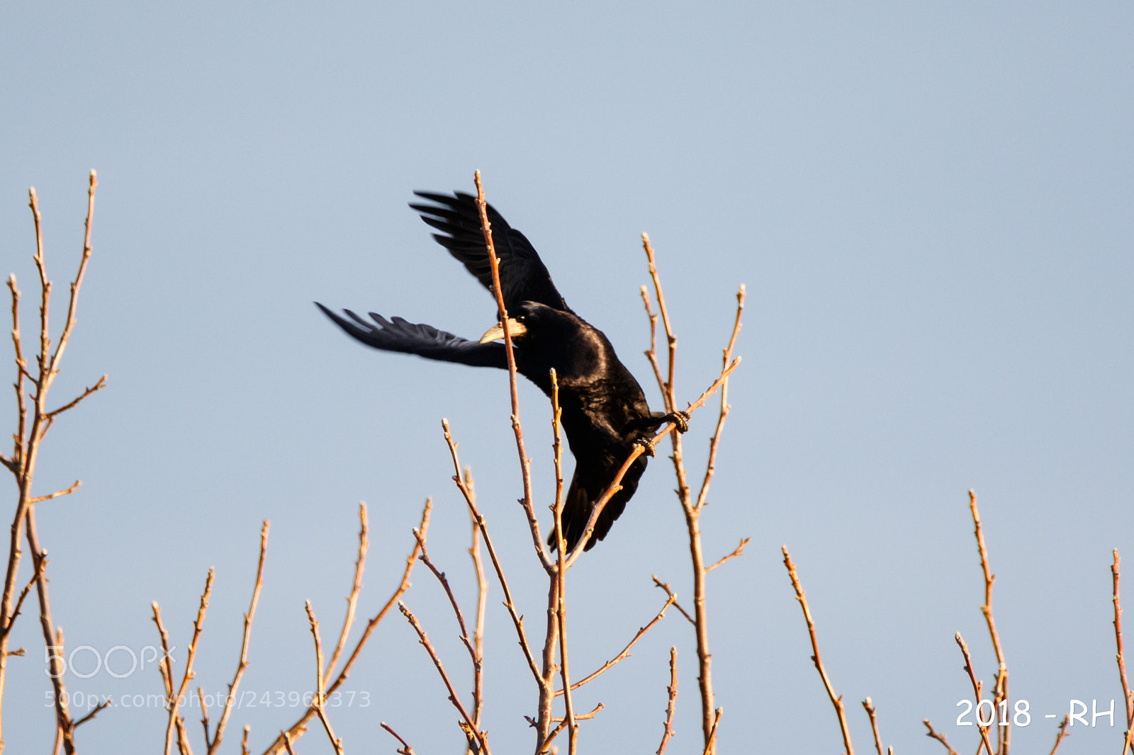 Canon EOS 7D Mark II sample photo. Action photography