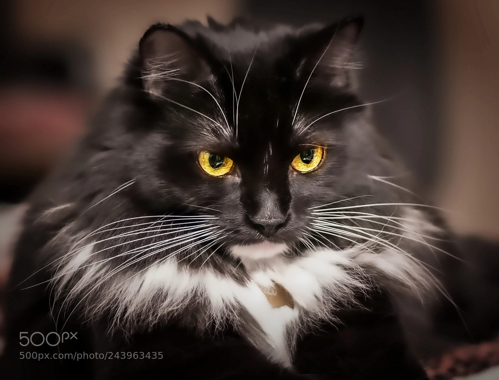 Pentax K-50 sample photo. Mafia boss photography