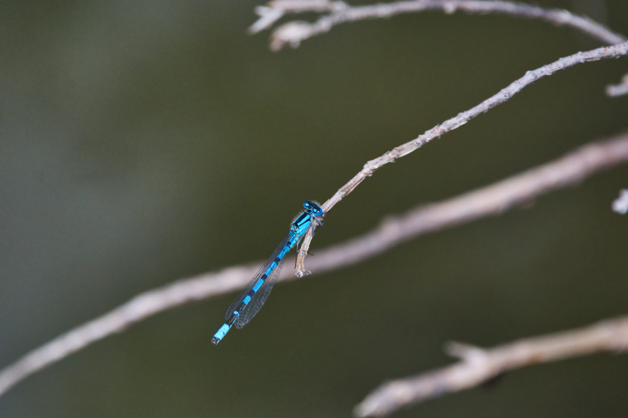 Nikon D7100 + Sigma 150-600mm F5-6.3 DG OS HSM | C sample photo. Blue twigs photography