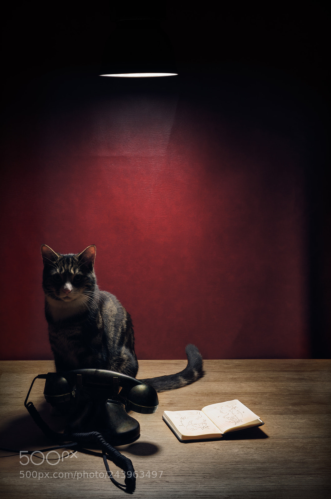 Nikon D810 sample photo. 'special agent' photography
