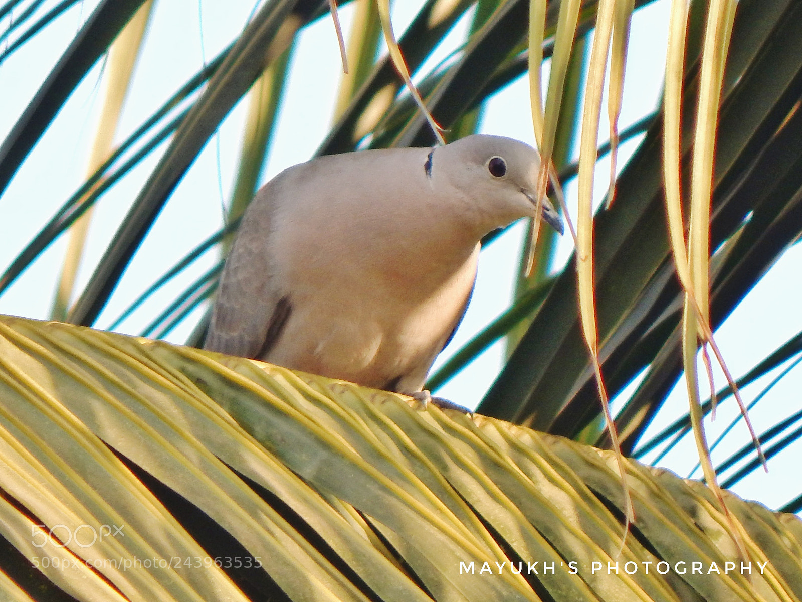 Nikon Coolpix L830 sample photo. Eurasian collared dove. photography