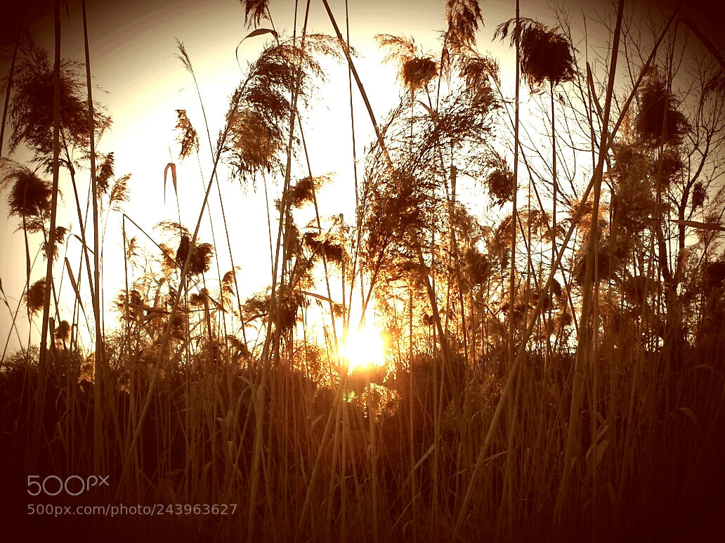 Samsung Galaxy S4 sample photo. Invasive grass sunset photography