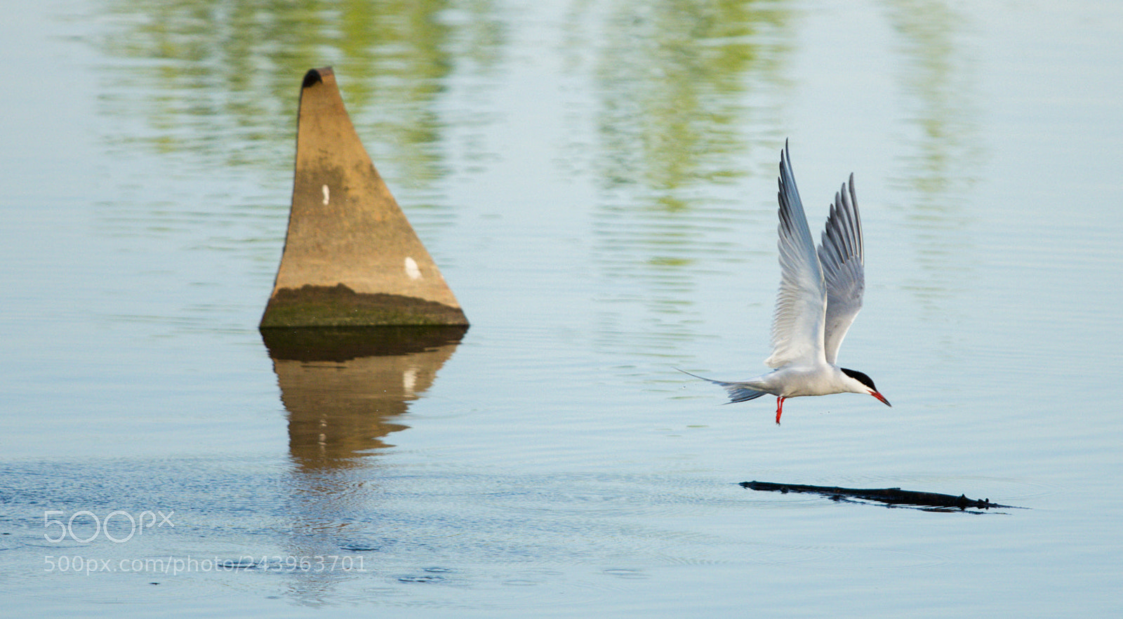 Pentax K-5 sample photo. Silvery tern & metal shark photography