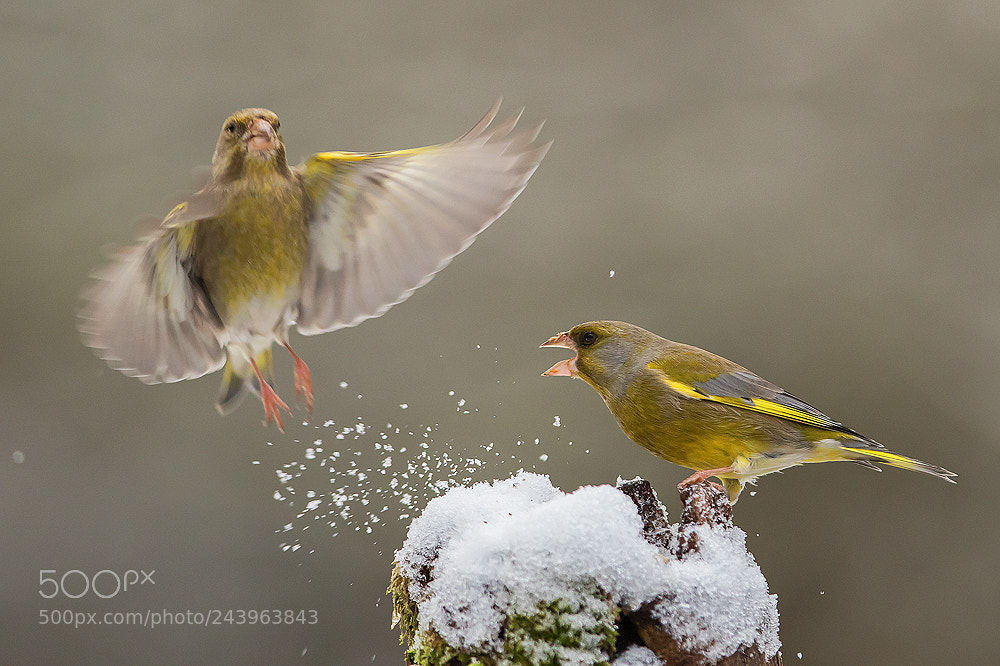 Canon EOS 7D Mark II sample photo. Game in winter photography