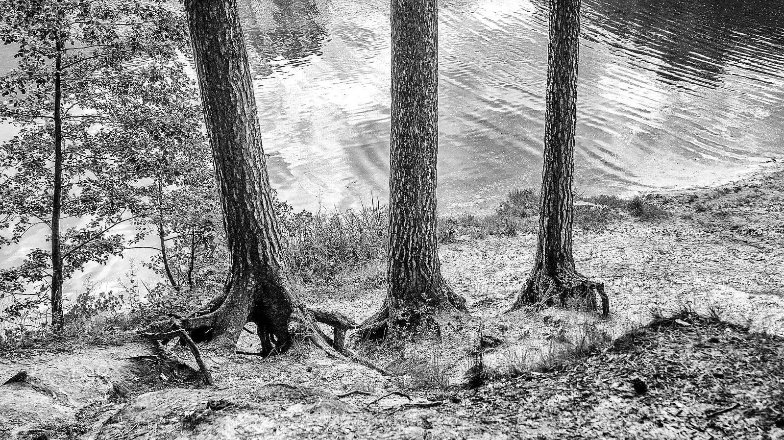 Sony SLT-A58 sample photo. Two threes photography