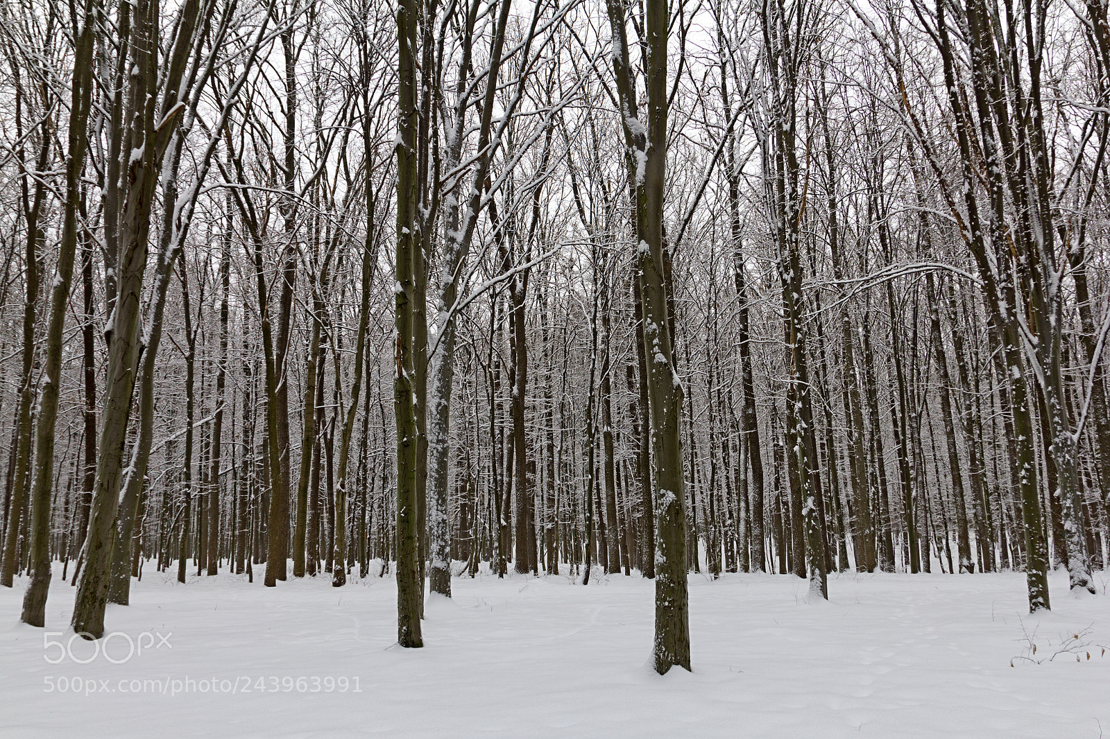 Canon EOS 60D sample photo. Forest in the snow photography