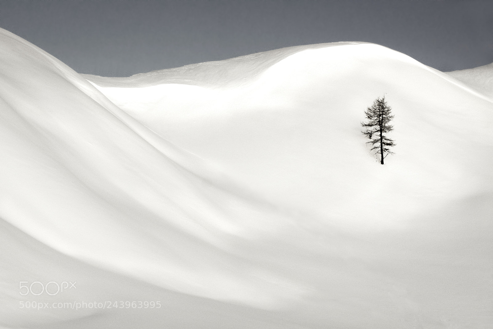 Sony Alpha DSLR-A850 sample photo. Loneliness in snow photography