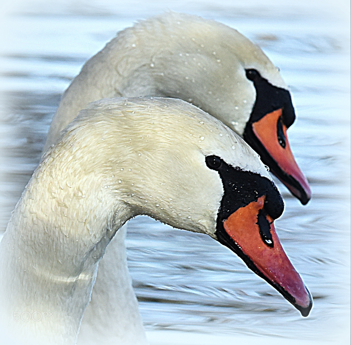 Nikon D810 sample photo. "pair" photography
