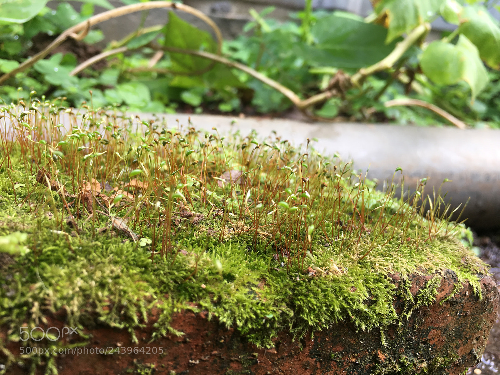 Apple iPhone 6s Plus sample photo. 中壢 photography