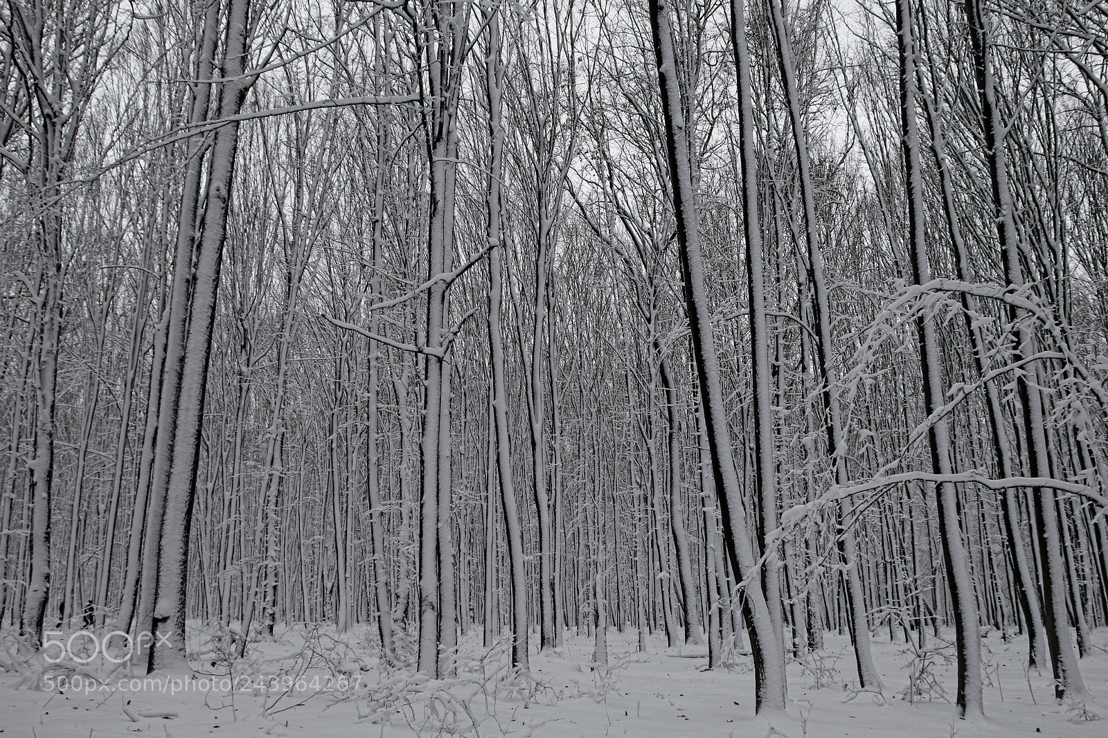 Canon EOS 60D sample photo. Forest in the snow photography