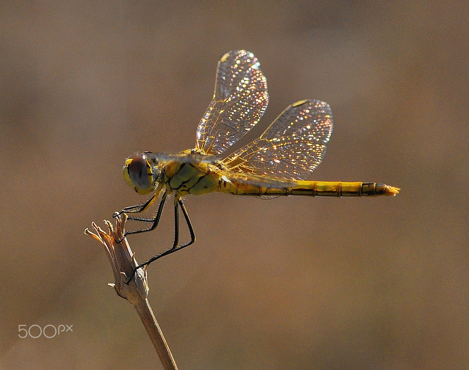 Nikon AF-S Micro-Nikkor 105mm F2.8G IF-ED VR sample photo. Drogonfly photography