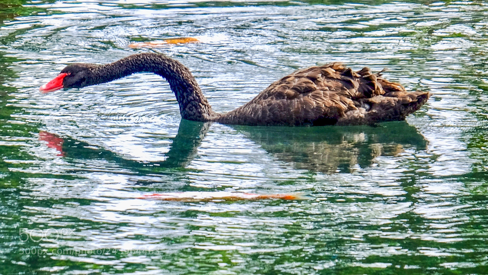 Fujifilm X-T1 sample photo. Black swan photography