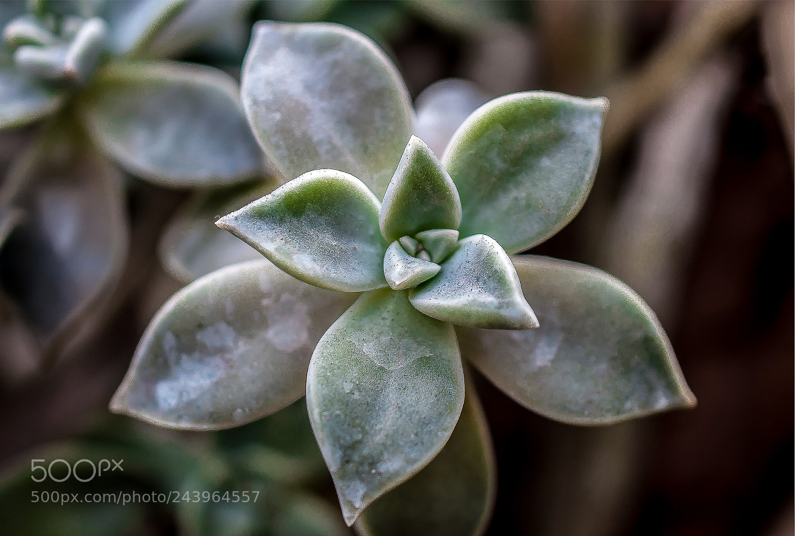 Nikon D90 sample photo. Cactus photography
