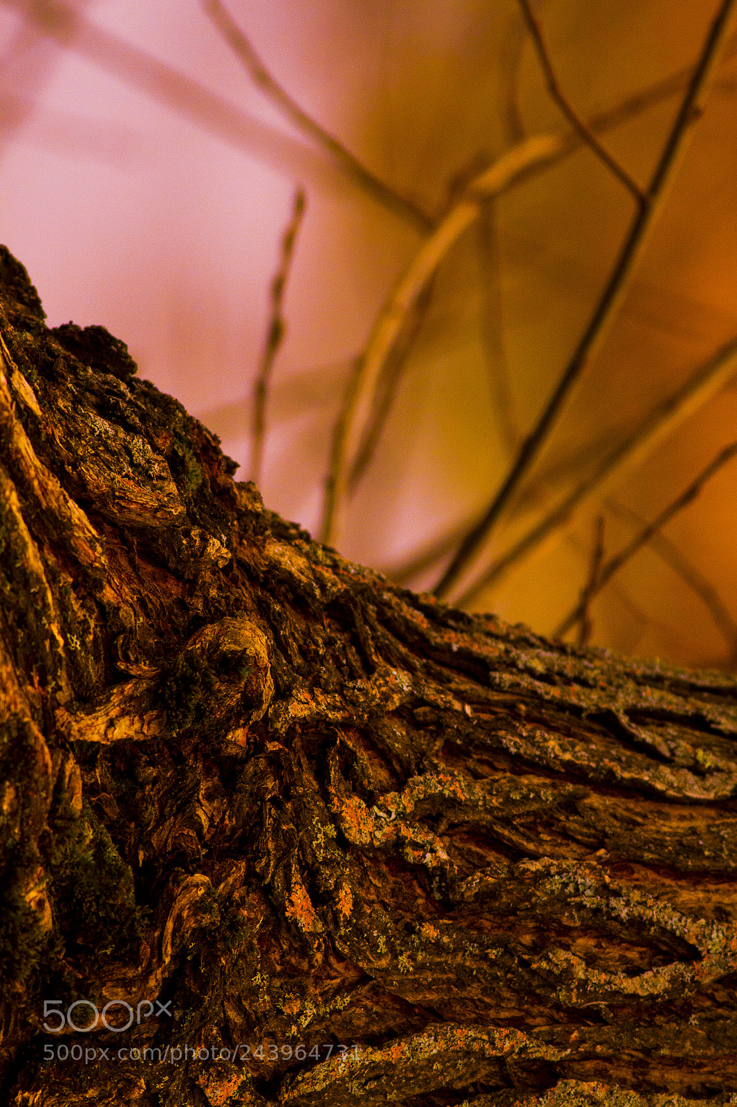 Canon EOS 50D sample photo. A part of a photography