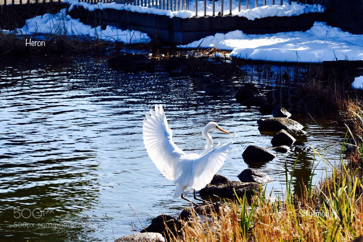 Nikon D5500 sample photo. Heron photography