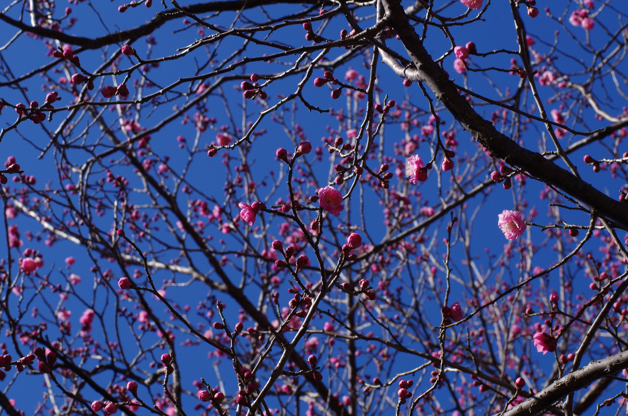 Pentax smc DA* 55mm F1.4 SDM sample photo. 寒梅　2 photography