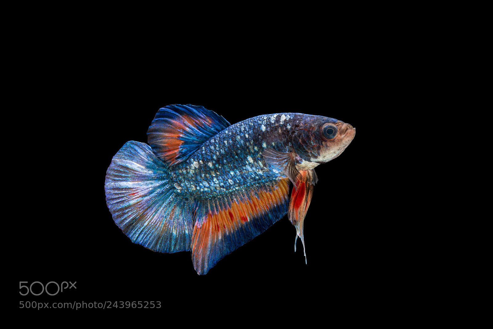 Nikon D600 sample photo. Short tail betta fish photography