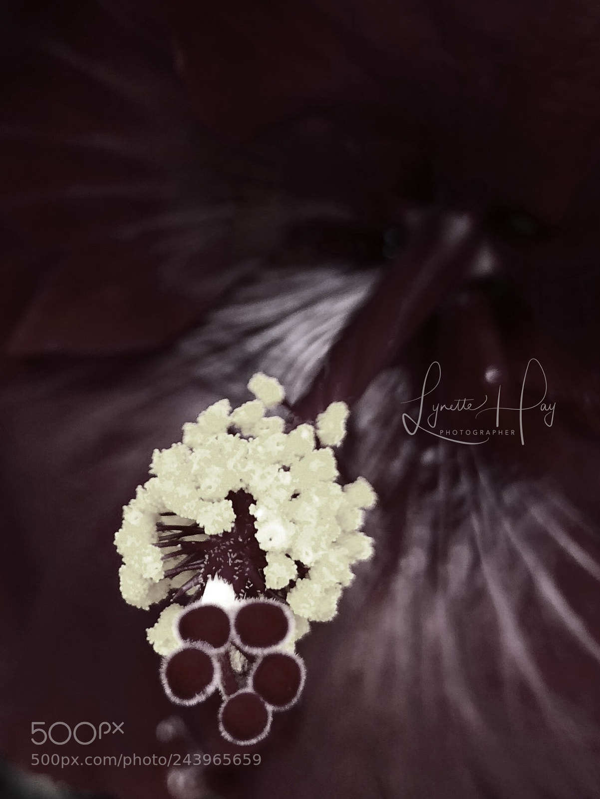 Apple iPhone 8 Plus sample photo. Black beauty photography