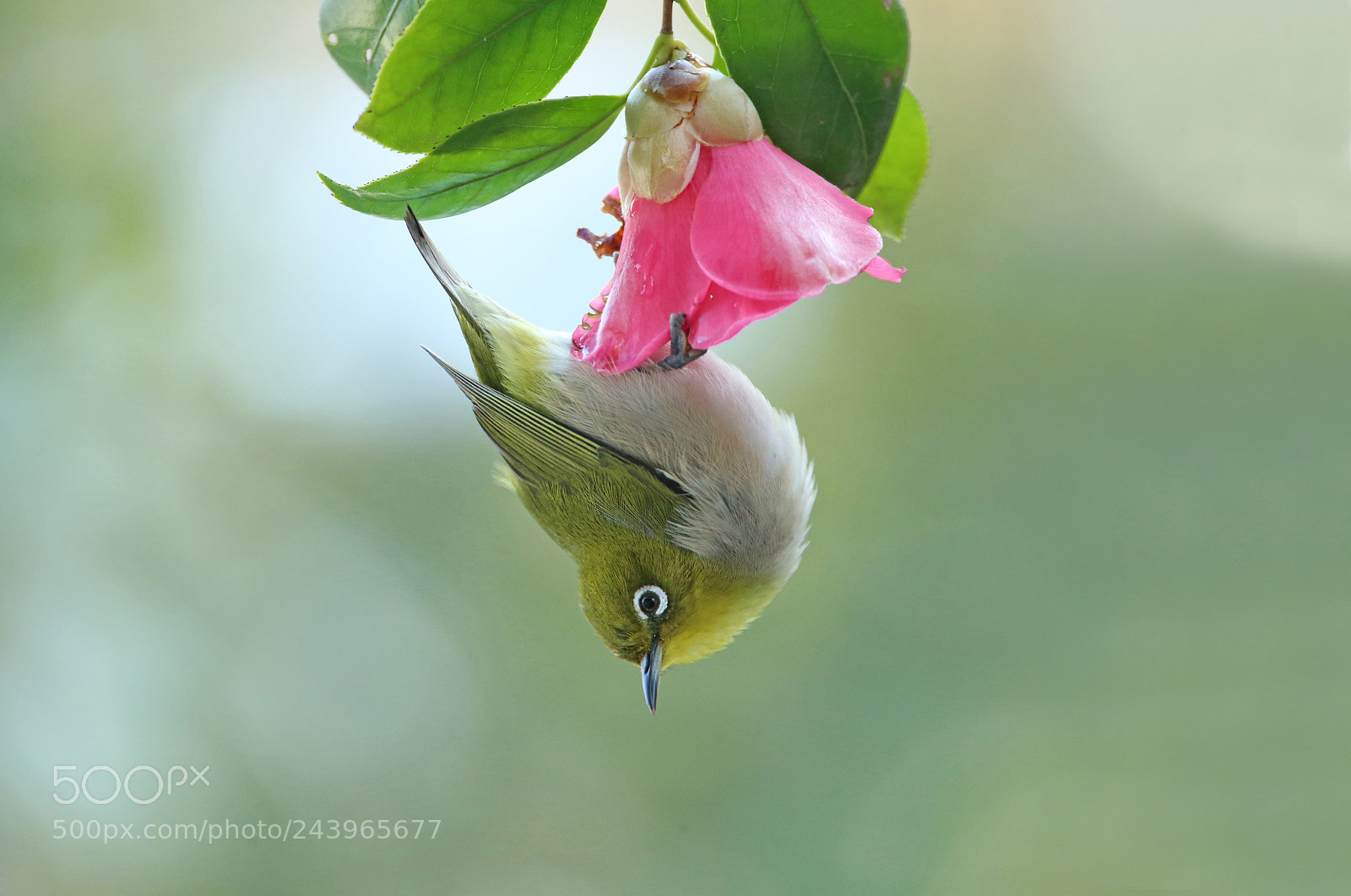 Canon EOS-1D X sample photo. White-eye photography