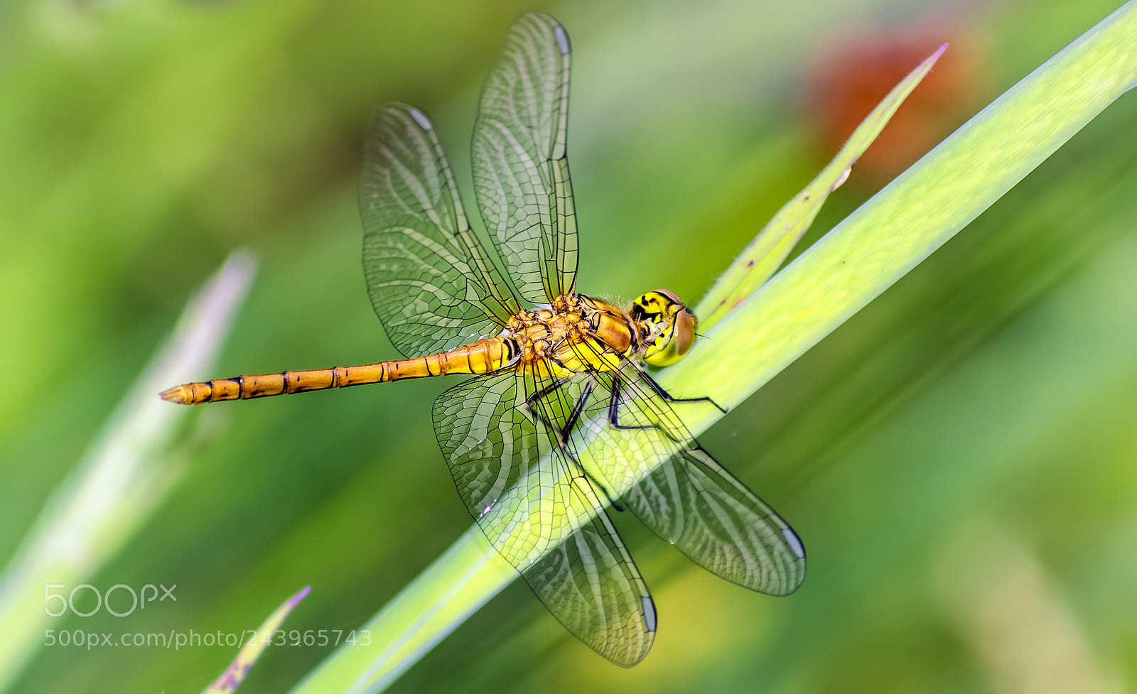 Nikon D7200 sample photo. Sympetrum striolatum ♀ photography