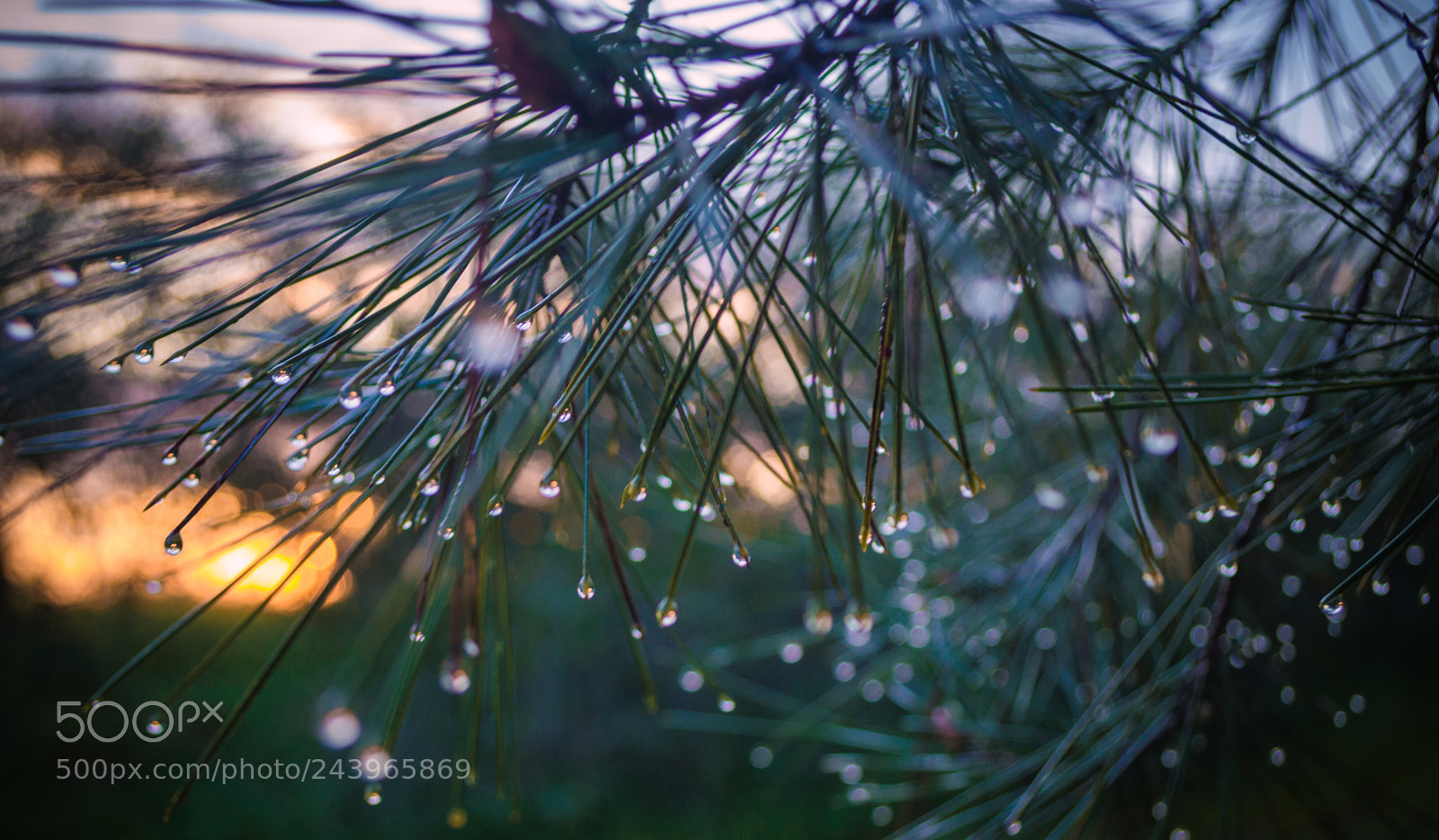 Nikon D3200 sample photo. Morning drops photography