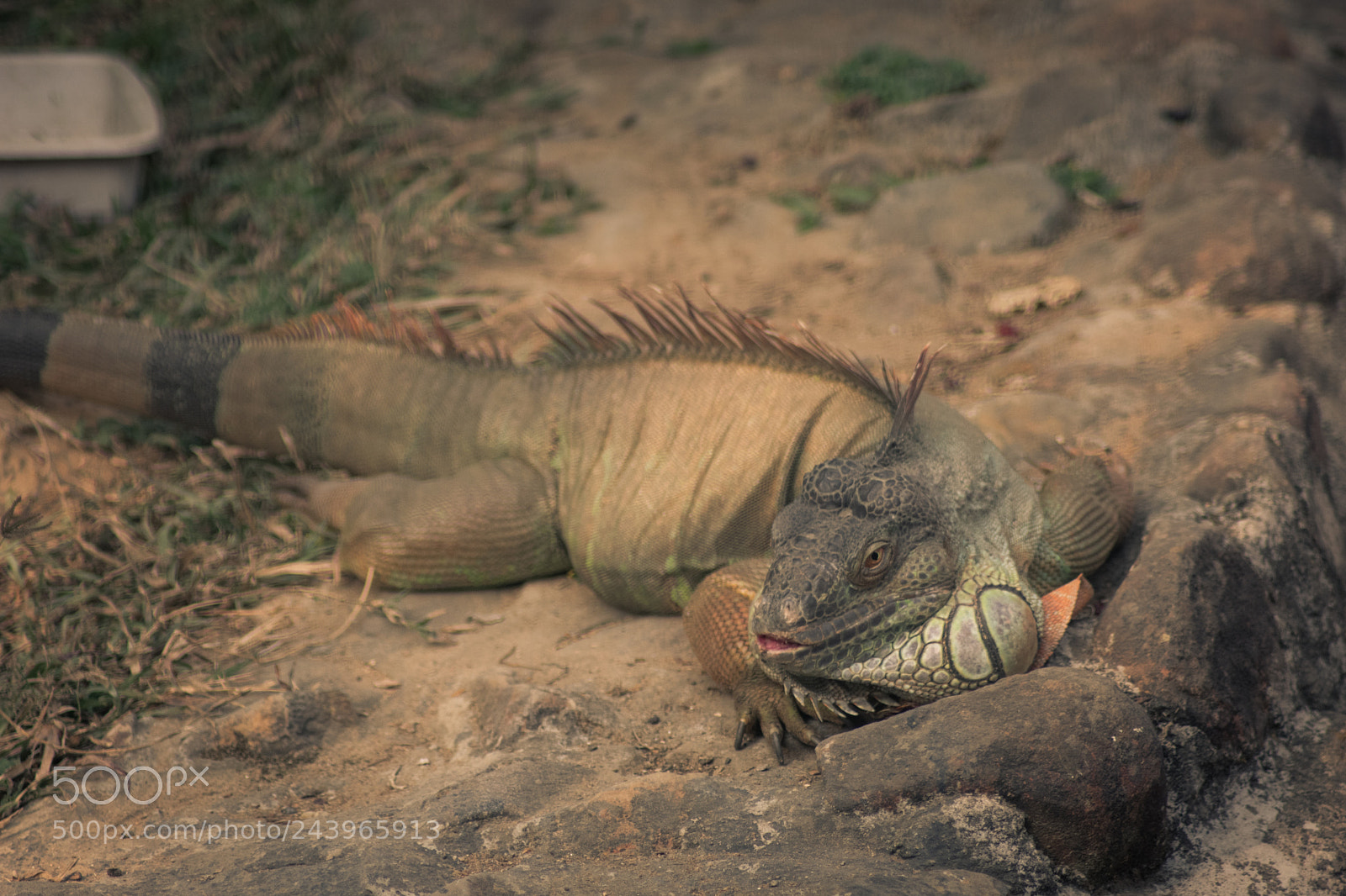 Nikon D3400 sample photo. Iguana photography