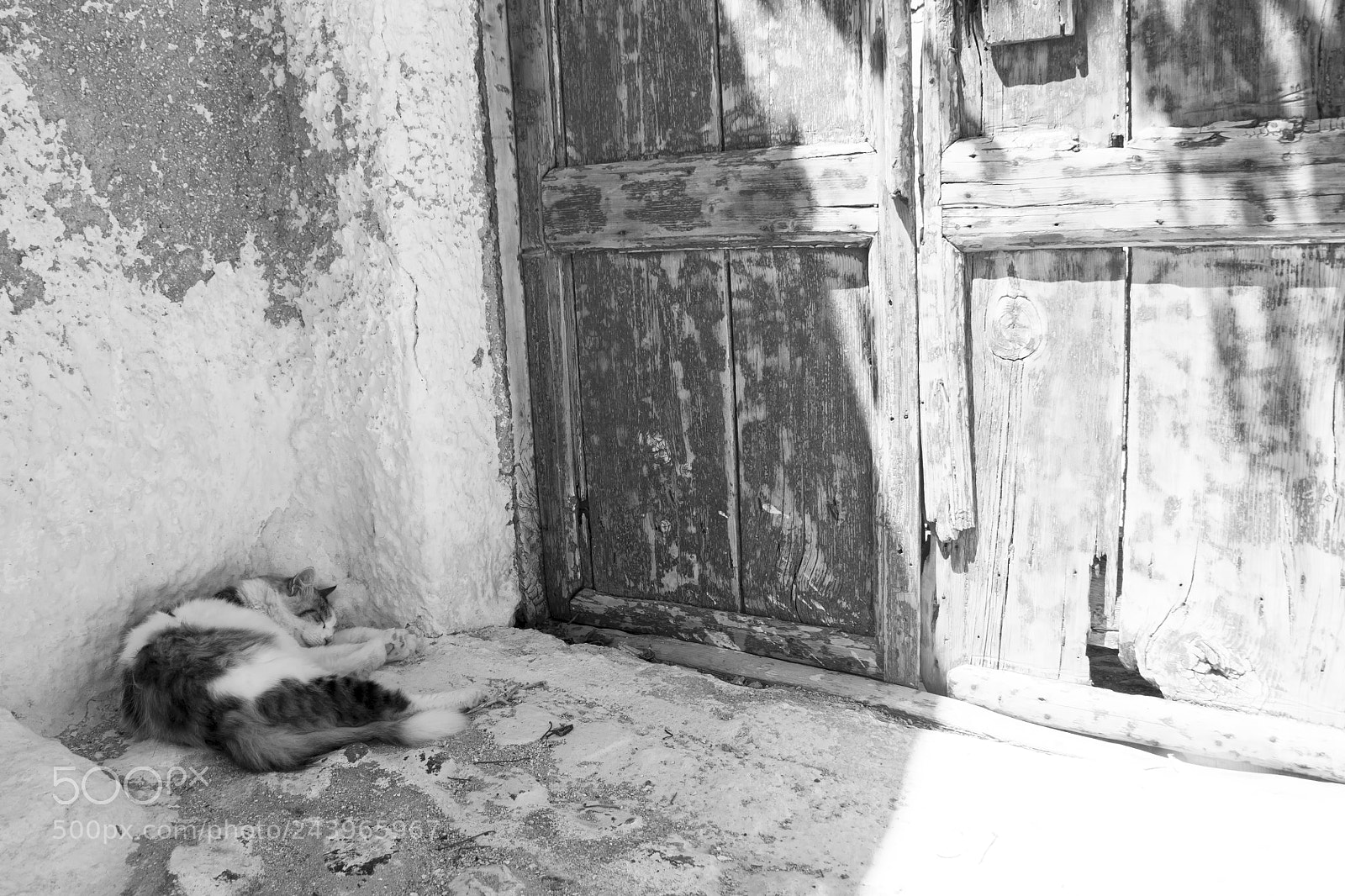 Canon EOS 1100D (EOS Rebel T3 / EOS Kiss X50) sample photo. Cat and the sun photography
