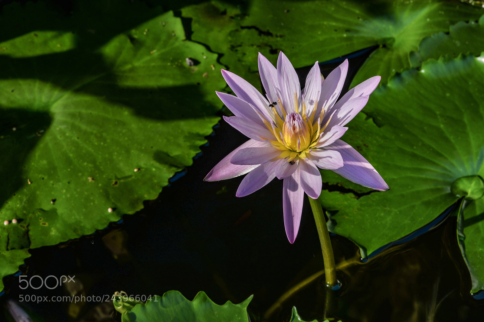 Nikon D610 sample photo. !!! photography