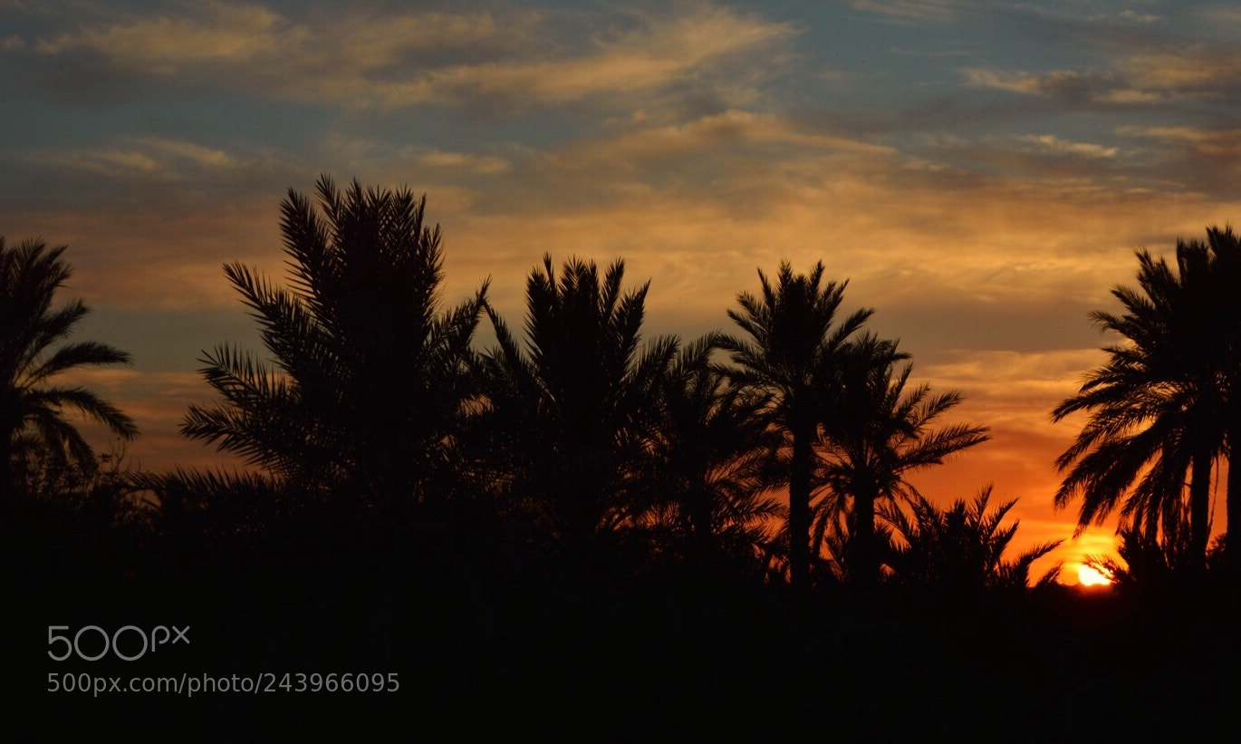 Nikon D3200 sample photo. Dusk and palms. photography