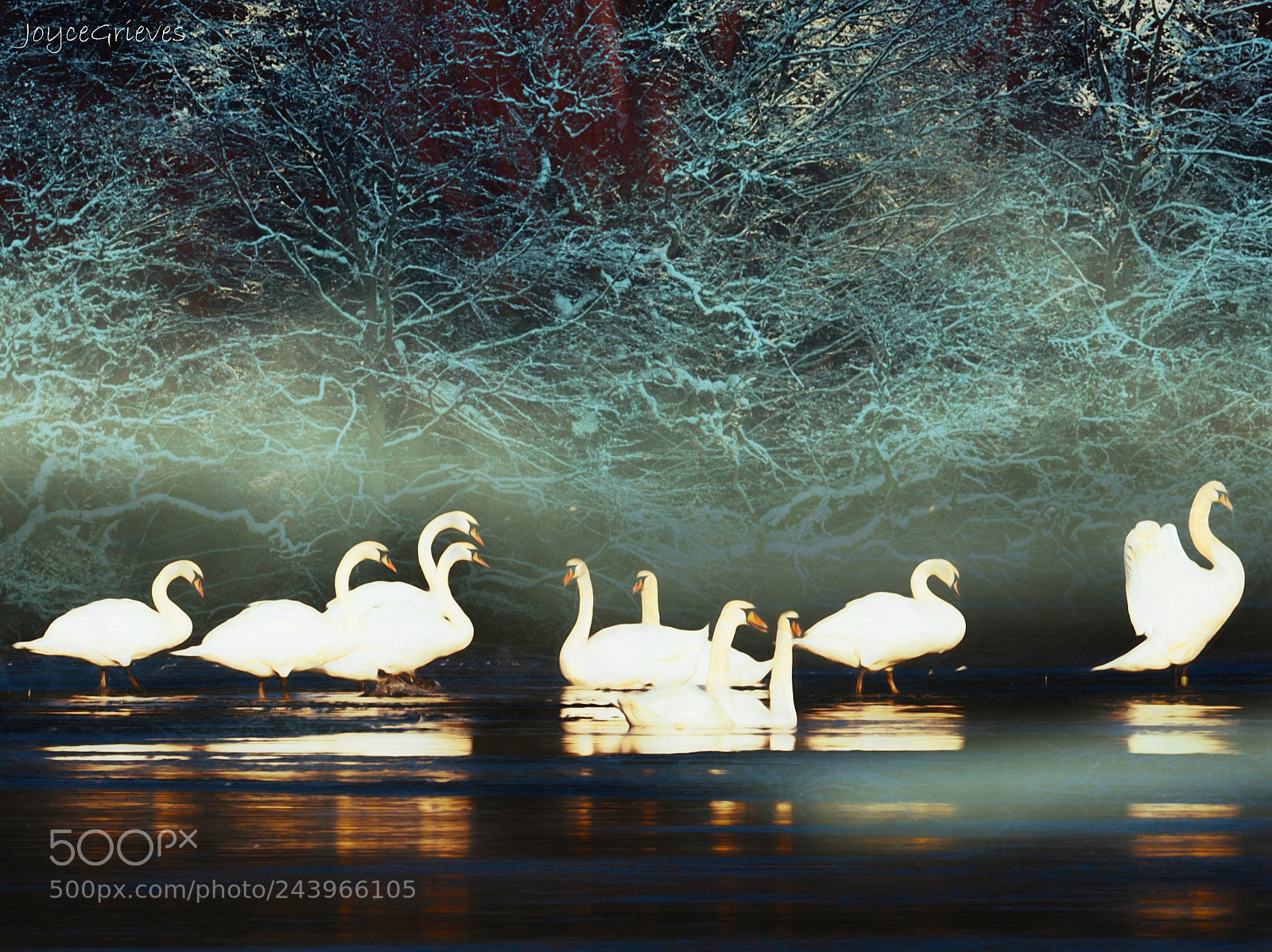 Olympus OM-D E-M1 sample photo. Frosted swans photography