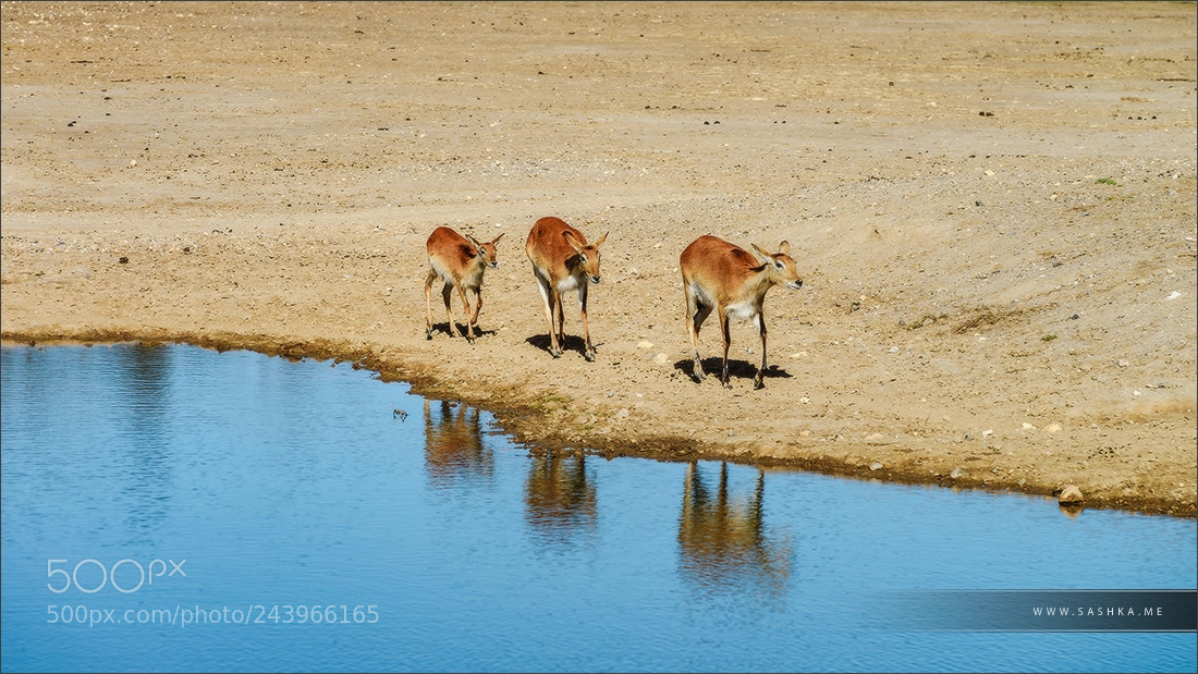 Sony Alpha a99 sample photo. Family of deers near photography