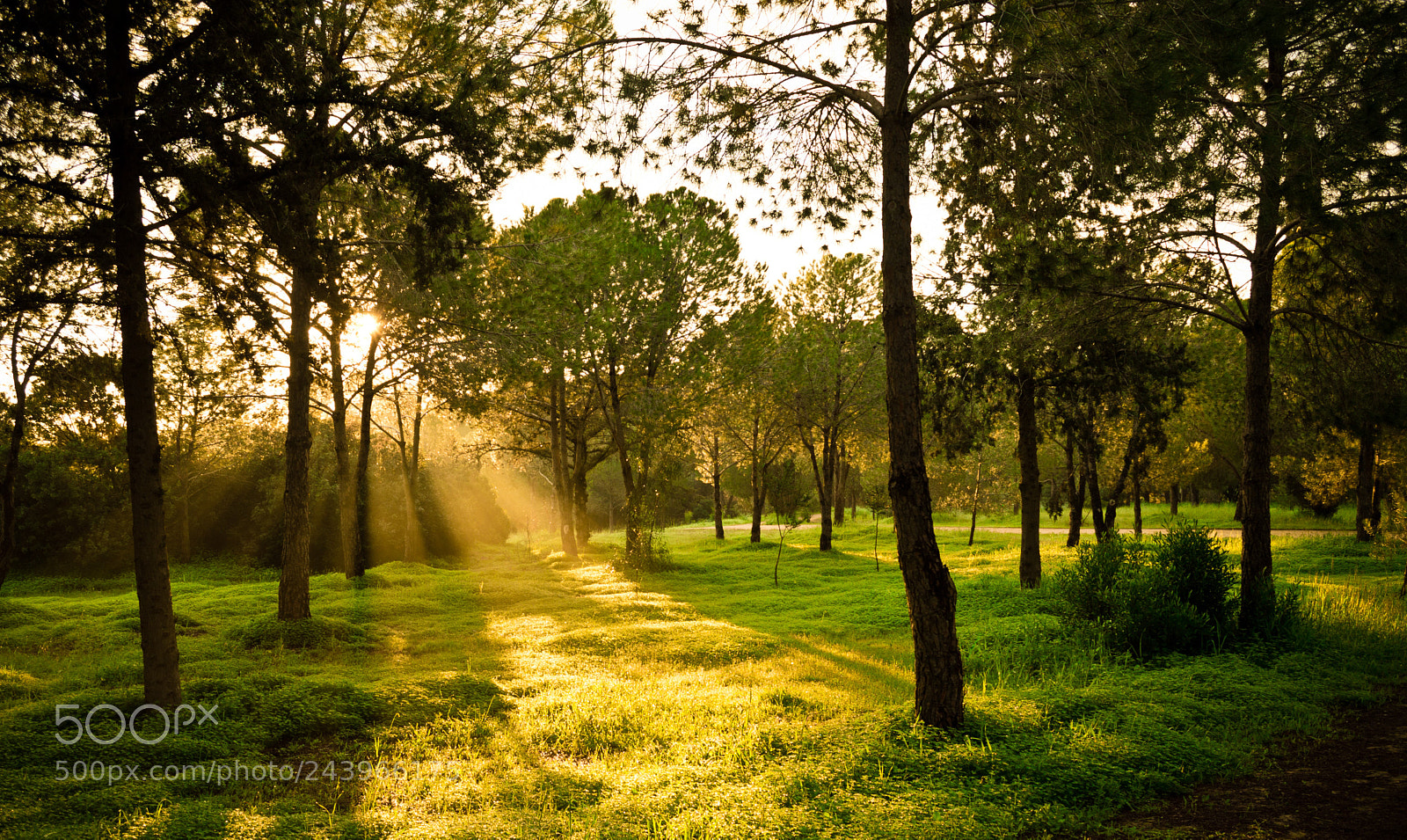 Nikon D3200 sample photo. Morning light photography