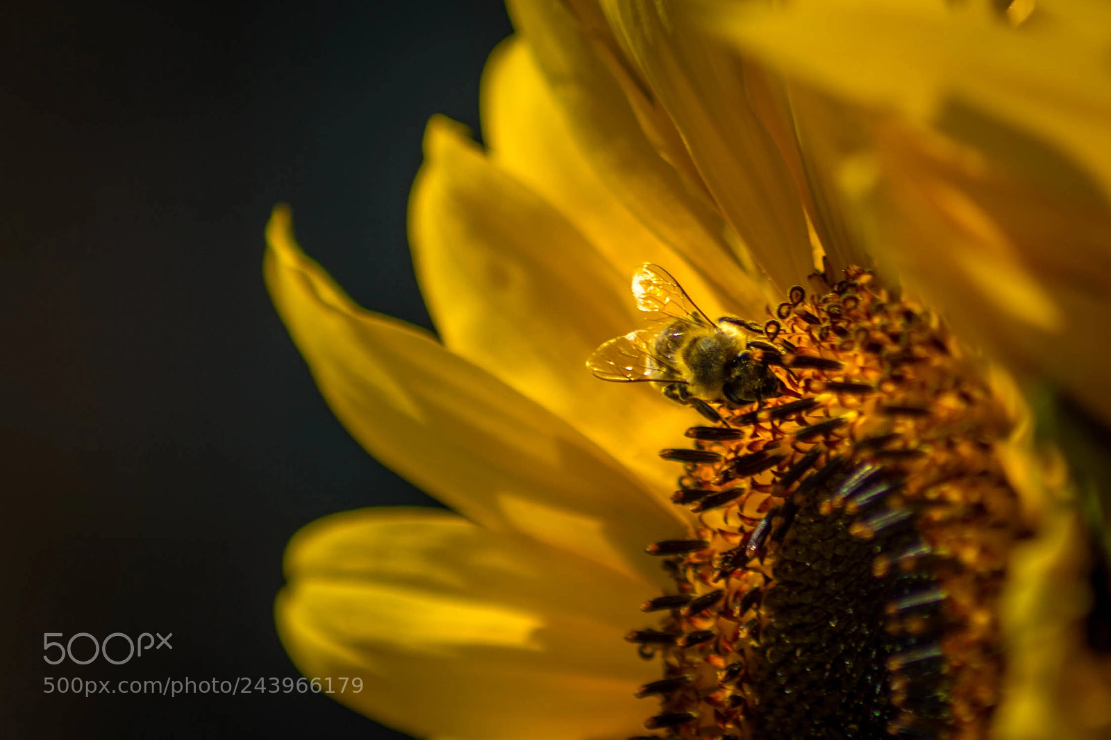 Nikon D3200 sample photo. Sunflower photography