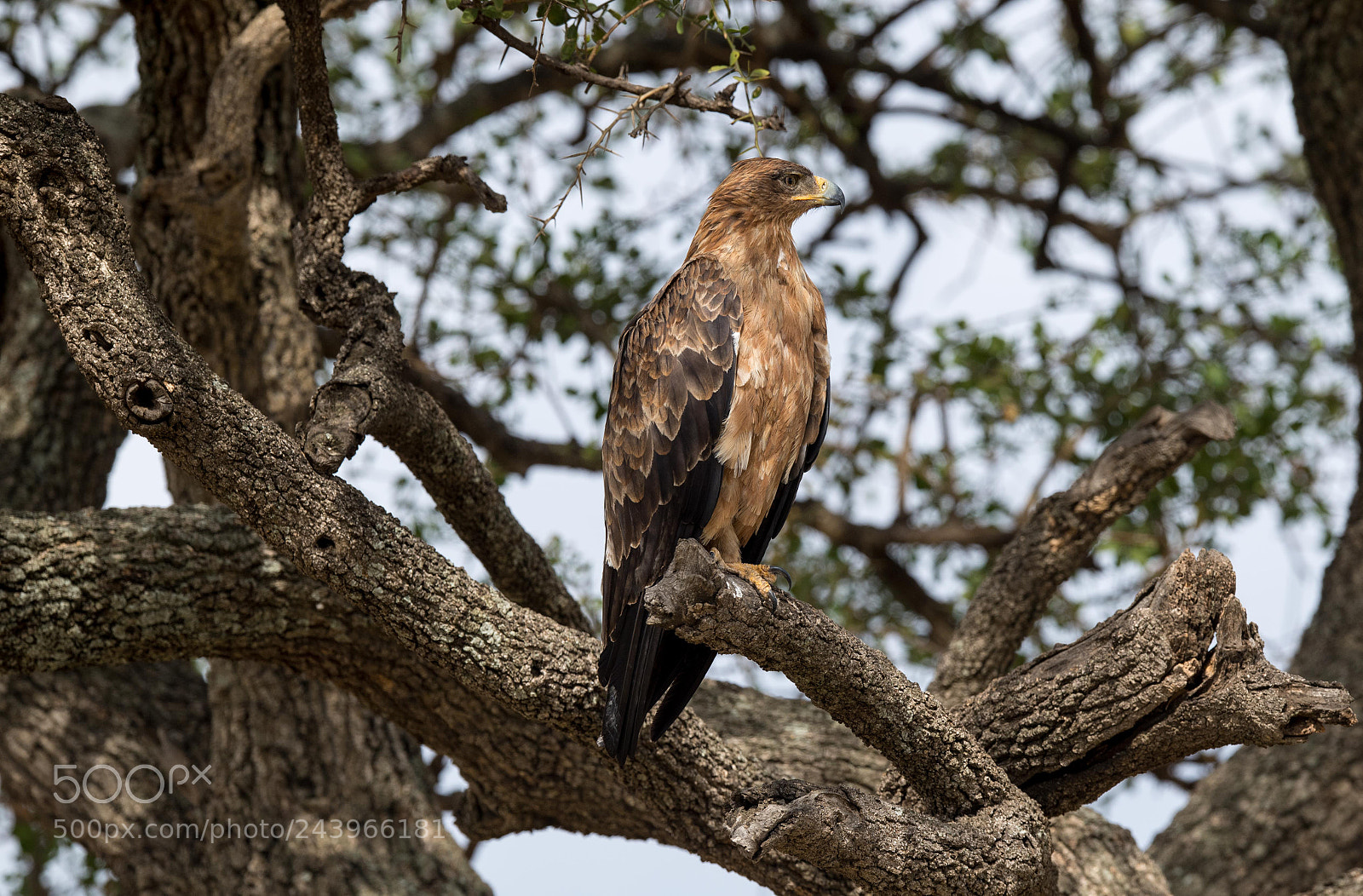 Nikon D5 sample photo. Rolf strand photography