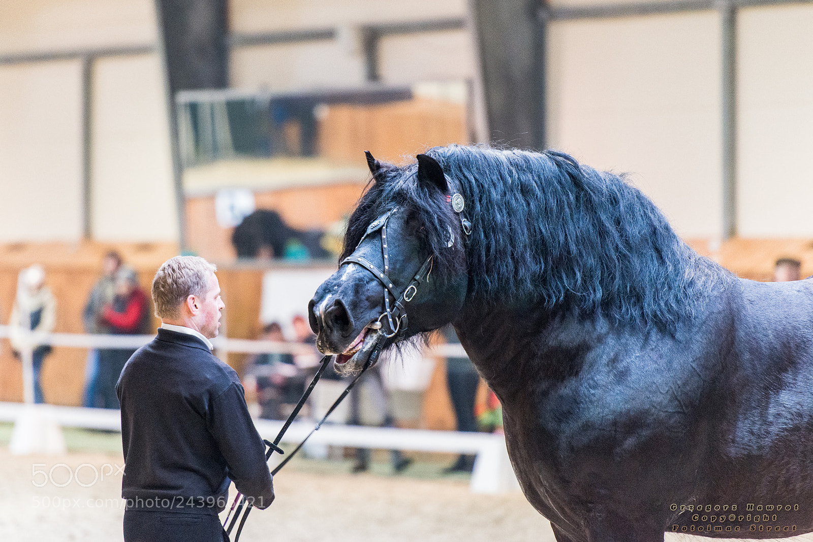 Nikon D800 sample photo. Pokaz ogier w. radzionk photography