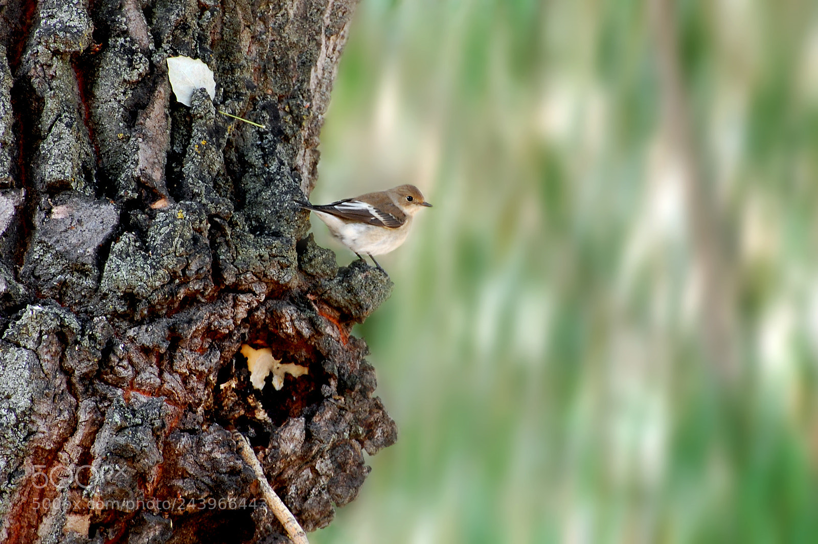 Nikon D40 sample photo. Bicolor photography