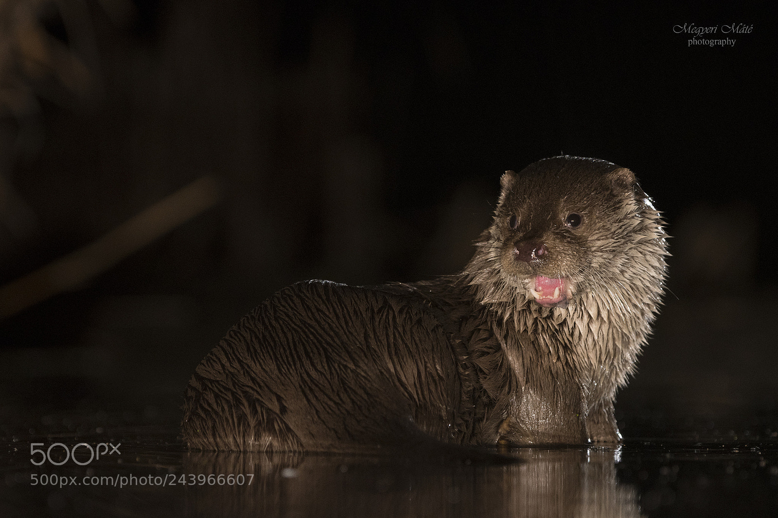 Nikon D500 sample photo. Otter photography