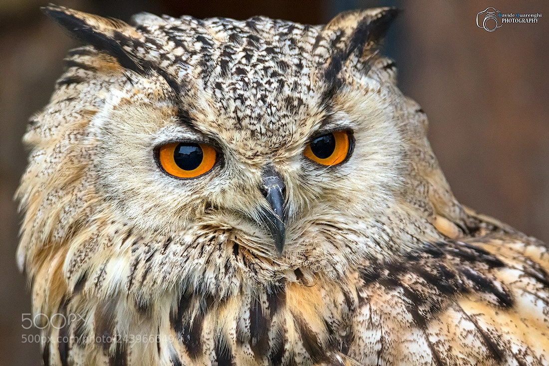 Canon EOS 7D Mark II sample photo. Eyes of fire photography
