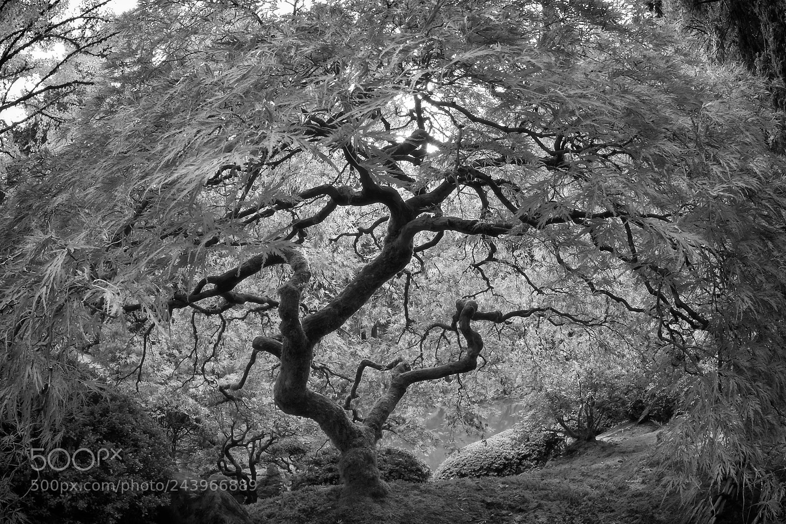 Nikon D300S sample photo. Eruption (monochrome) photography